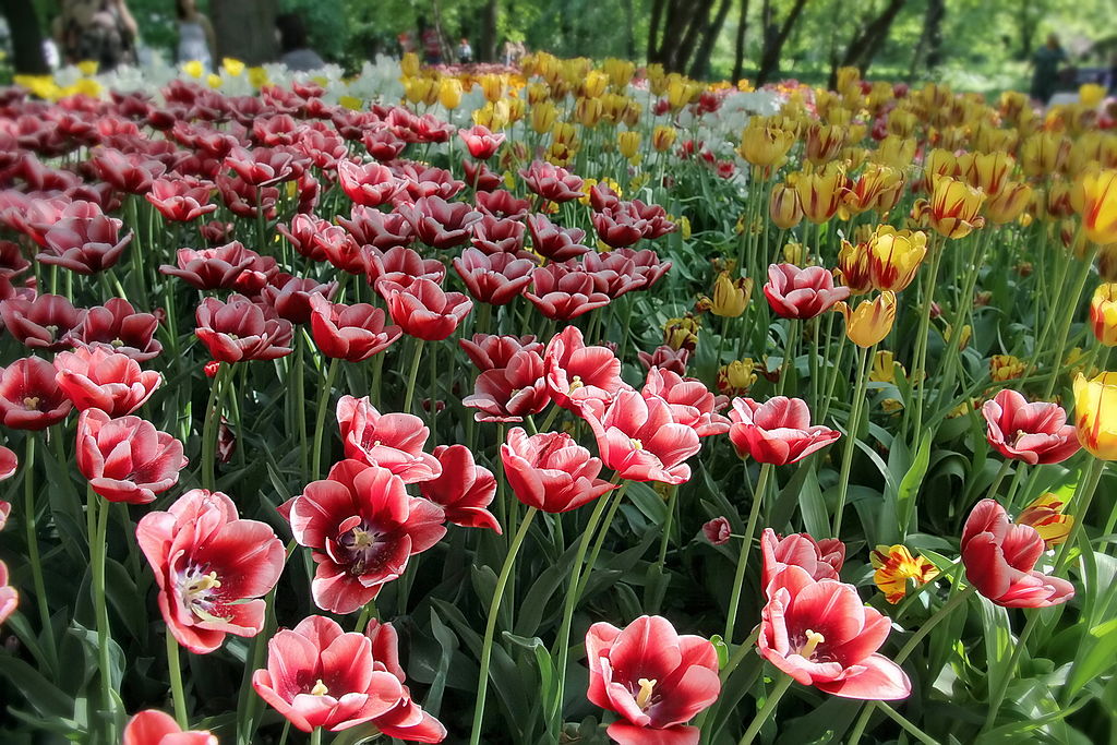 Локации для фотосъёмки. Обзор парков. Часть 2.